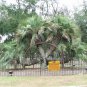 4 Jelly Palm, (Pindo Palm), Butia capitata, Tree Seeds (Edible, Showy Tropical)