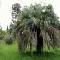 4 Jelly Palm, (Pindo Palm), Butia capitata, Tree Seeds (Edible, Showy Tropical)