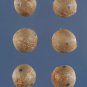 4 Jelly Palm, (Pindo Palm), Butia capitata, Tree Seeds (Edible, Showy Tropical)