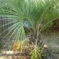 4 Jelly Palm, (Pindo Palm), Butia capitata, Tree Seeds (Edible, Showy Tropical)