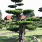 30 Eastern Red cedar, Juniperus virginiana, Tree Seeds (Hardy Fragrant Evergreen)