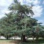 30 Eastern Red cedar, Juniperus virginiana, Tree Seeds (Hardy Fragrant Evergreen)