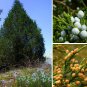30 Eastern Red cedar, Juniperus virginiana, Tree Seeds (Hardy Fragrant Evergreen)