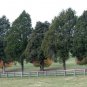 30 Eastern Red cedar, Juniperus virginiana, Tree Seeds (Hardy Fragrant Evergreen)