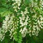 Black Locust, Robinia pseudoacacia, Tree Seeds (Fast, Hardy, Fragrant)