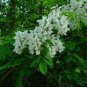 Black Locust, Robinia pseudoacacia, Tree Seeds (Fast, Hardy, Fragrant)