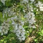 Black Locust, Robinia pseudoacacia, Tree Seeds (Fast, Hardy, Fragrant)