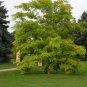 Black Locust, Robinia pseudoacacia, Tree Seeds (Fast, Hardy, Fragrant)
