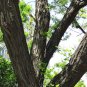 Black Locust, Robinia pseudoacacia, Tree Seeds (Fast, Hardy, Fragrant)