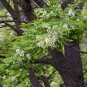 Black Locust, Robinia pseudoacacia, Tree Seeds (Fast, Hardy, Fragrant)
