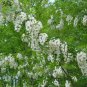 Black Locust, Robinia pseudoacacia, Tree Seeds (Fast, Hardy, Fragrant)