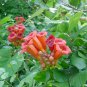 50 Trumpet Creeper, Campsis radicans, Vine Seeds (Fast, Showy, Hummingbirds, Hardy)