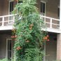 50 Trumpet Creeper, Campsis radicans, Vine Seeds (Fast, Showy, Hummingbirds, Hardy)
