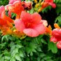 50 Trumpet Creeper, Campsis radicans, Vine Seeds (Fast, Showy, Hummingbirds, Hardy)
