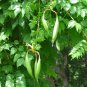 50 Trumpet Creeper, Campsis radicans, Vine Seeds (Fast, Showy, Hummingbirds, Hardy)