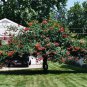 50 Trumpet Creeper, Campsis radicans, Vine Seeds (Fast, Showy, Hummingbirds, Hardy)