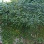 50 Trumpet Creeper, Campsis radicans, Vine Seeds (Fast, Showy, Hummingbirds, Hardy)