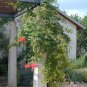 50 Trumpet Creeper, Campsis radicans, Vine Seeds (Fast, Showy, Hummingbirds, Hardy)