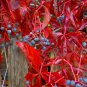 20 Virginia Creeper, Parthenocissus quinquefolia, Vine Seeds (Fall Color, Hardy)