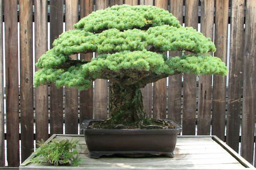Japanese White Pine, Pinus parviflora, Tree Seeds (Bonsai, Fragrant Evergreen)