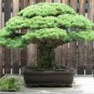 Japanese White Pine, Pinus parviflora, Tree Seeds (Bonsai, Fragrant Evergreen)