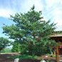 Japanese White Pine, Pinus parviflora, Tree Seeds (Bonsai, Fragrant Evergreen)