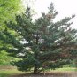 Japanese White Pine, Pinus parviflora, Tree Seeds (Bonsai, Fragrant Evergreen)
