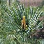 Japanese White Pine, Pinus parviflora, Tree Seeds (Bonsai, Fragrant Evergreen)