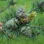 Japanese White Pine, Pinus parviflora, Tree Seeds (Bonsai, Fragrant Evergreen)