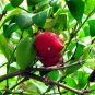Natal Plum, Carissa macrocarpa, (Carissa grandiflora), Shrub Seeds (Fast Edible)