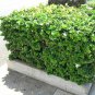 Natal Plum, Carissa macrocarpa, (Carissa grandiflora), Shrub Seeds (Fast Edible)