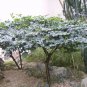 Natal Plum, Carissa macrocarpa, (Carissa grandiflora), Shrub Seeds (Fast Edible)