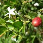 Natal Plum, Carissa macrocarpa, (Carissa grandiflora), Shrub Seeds (Fast Edible)