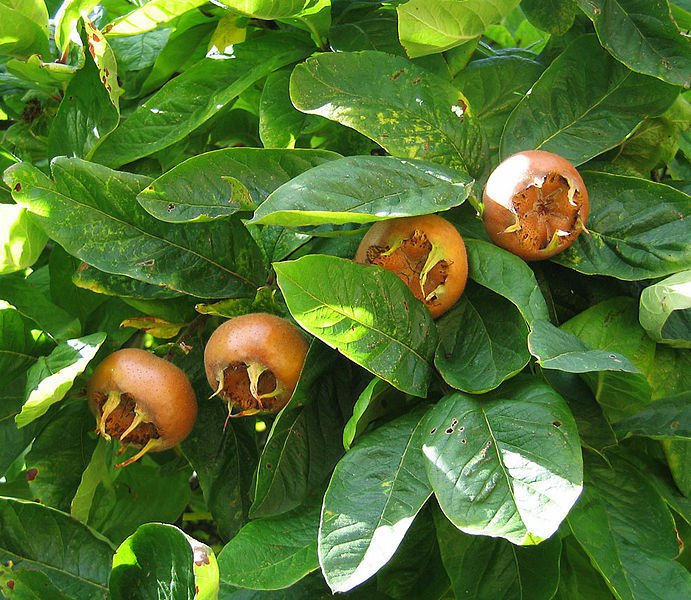 10 Showy Medlar, Mespilus germanica, Tree Seeds (Edible, Fall Color, Hardy)
