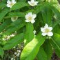 10 Showy Medlar, Mespilus germanica, Tree Seeds (Edible, Fall Color, Hardy)
