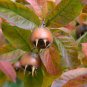 10 Showy Medlar, Mespilus germanica, Tree Seeds (Edible, Fall Color, Hardy)