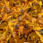 10 Showy Medlar, Mespilus germanica, Tree Seeds (Edible, Fall Color, Hardy)