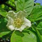 10 Showy Medlar, Mespilus germanica, Tree Seeds (Edible, Fall Color, Hardy)