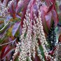 Lily of the Valley Tree, Oxydendrum arboreum, Seeds (Fall Color, Fragrant)