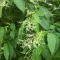Lily of the Valley Tree, Oxydendrum arboreum, Seeds (Fall Color, Fragrant)
