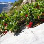 20 Bearberry, Arctostaphylos uva-ursi, Seeds (Edible, Hardy Evergreen Ground Cover)