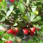 20 Bearberry, Arctostaphylos uva-ursi, Seeds (Edible, Hardy Evergreen Ground Cover)