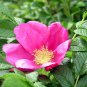 30 Pink Rugosa Rose, Rosa rugosa Pink, Seeds (Hardy, Fast, Fragrant, Edible)