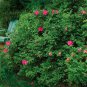 30 Pink Rugosa Rose, Rosa rugosa Pink, Seeds (Hardy, Fast, Fragrant, Edible)