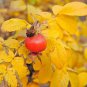 30 Pink Rugosa Rose, Rosa rugosa Pink, Seeds (Hardy, Fast, Fragrant, Edible)