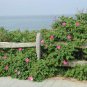 30 Pink Rugosa Rose, Rosa rugosa Pink, Seeds (Hardy, Fast, Fragrant, Edible)