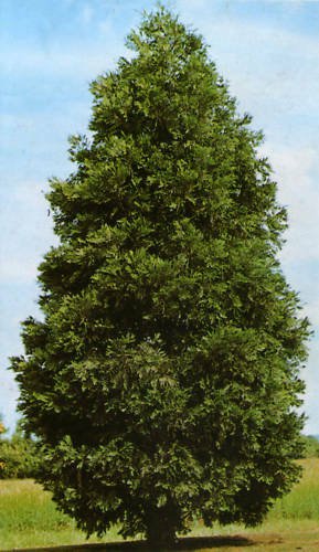 20 Incense cedar, Calocedrus decurrens, Tree Seeds (Hardy Fragrant Evergreen)
