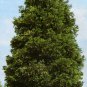 20 Incense cedar, Calocedrus decurrens, Tree Seeds (Hardy Fragrant Evergreen)