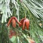 20 Incense cedar, Calocedrus decurrens, Tree Seeds (Hardy Fragrant Evergreen)