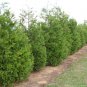 20 Incense cedar, Calocedrus decurrens, Tree Seeds (Hardy Fragrant Evergreen)